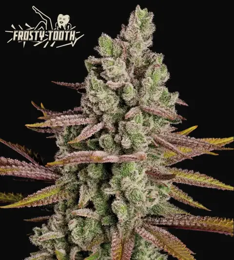 Frosty Tooth