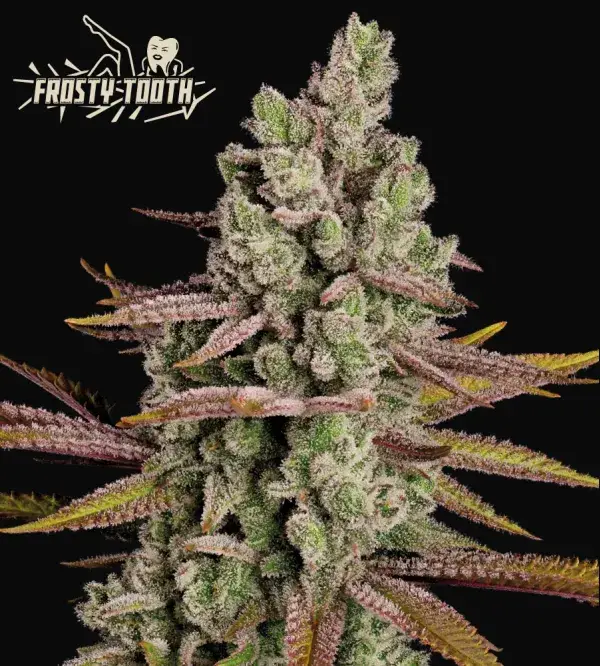 Frosty Tooth