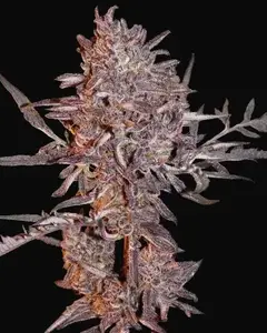 Frosty's Auto Freak