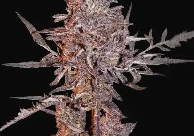 Frosty's Auto Freak
