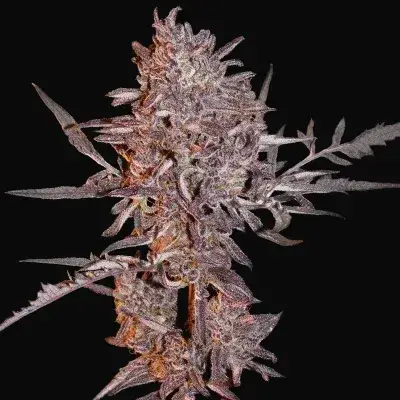 Frosty's Auto Freak