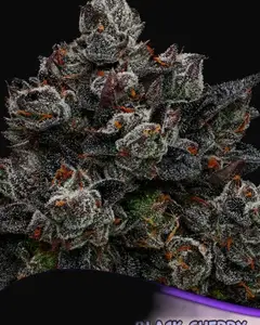 Frozen Black Cherry