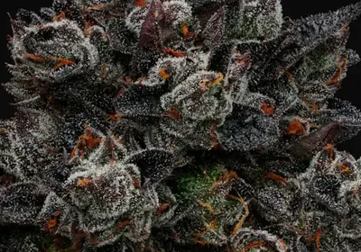 Frozen Black Cherry