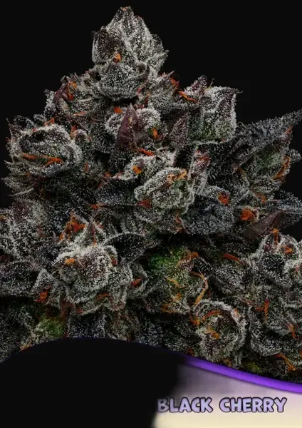 Frozen Black Cherry