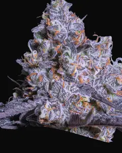 Frozen Black Cherry Auto