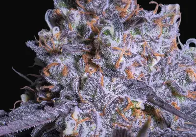 Frozen Black Cherry Auto