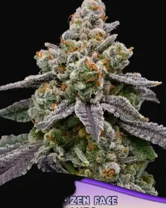 Frozen Face Auto