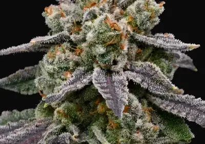 Frozen Face Auto
