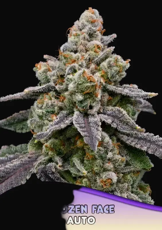 Frozen Face Auto