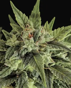 Fruit Autoflowering