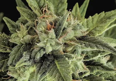 Fruit Autoflowering