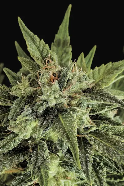Fruit Autoflowering
