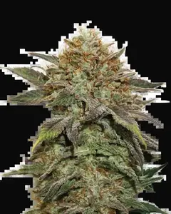 Fruit Cake