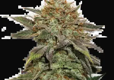 Fruit Cake