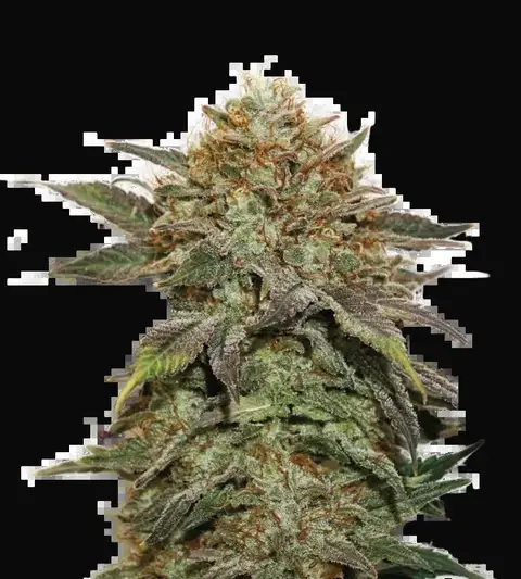 Fruit Cake