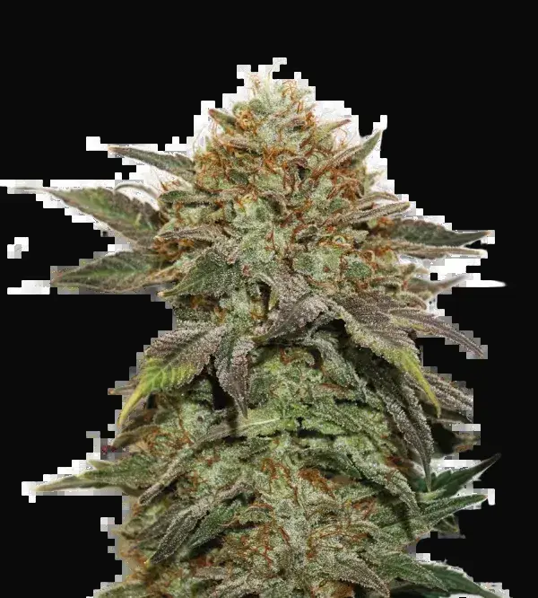 Fruit Cake