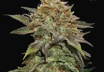 Fruit Cake