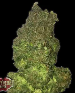 Fruit Punch Auto