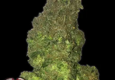 Fruit Punch Auto