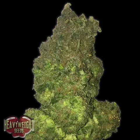Fruit Punch Auto
