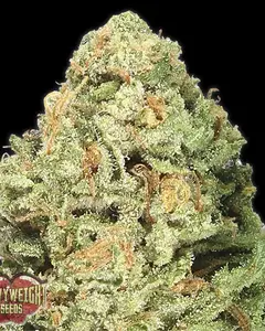 Fruit Punch