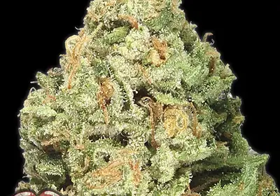 Fruit Punch
