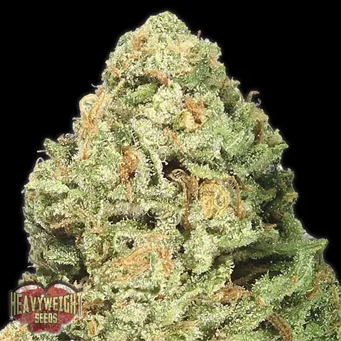 Fruit Punch