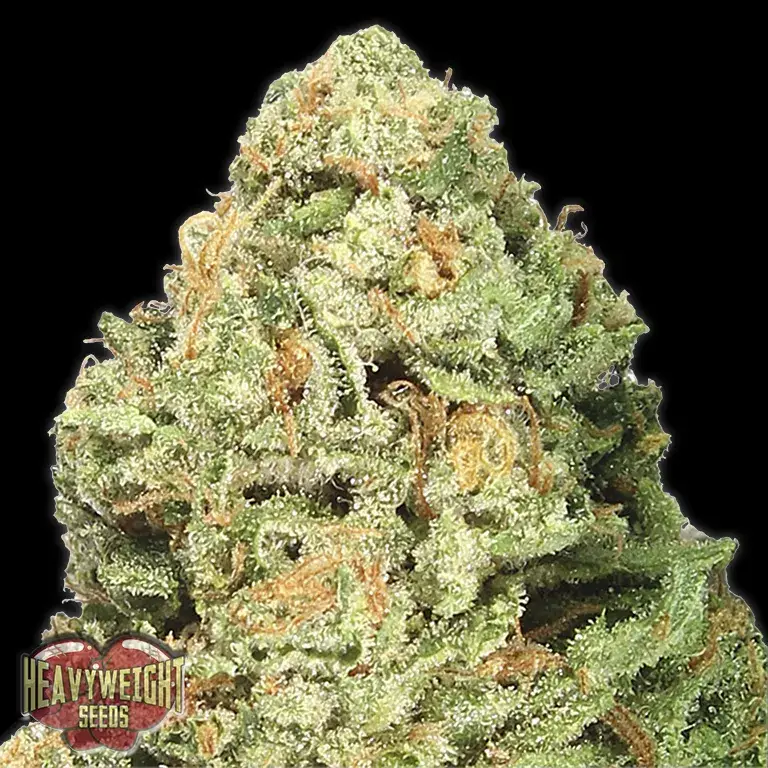 Fruit Punch