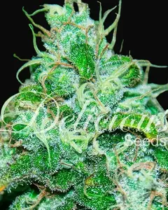 Fruity Chronic Juice
