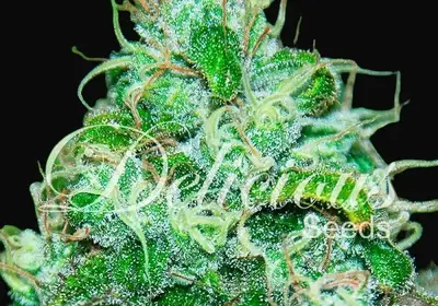 Fruity Chronic Juice
