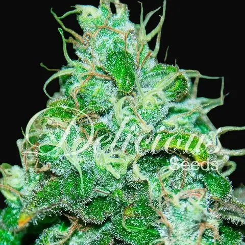 Fruity Chronic Juice