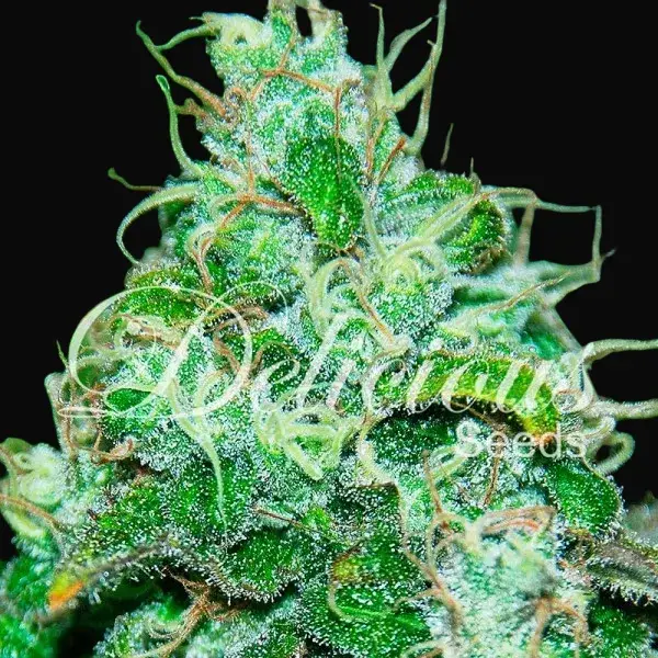 Fruity Chronic Juice