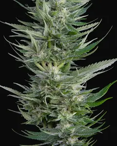 Fruity Durban
