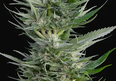 Fruity Durban