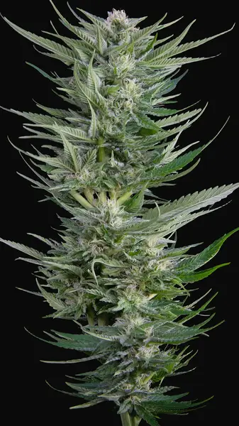 Fruity Durban