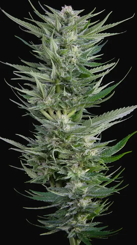 Fruity Durban