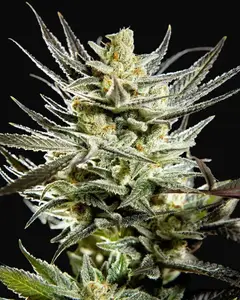 Fruity Jack