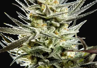 Fruity Jack