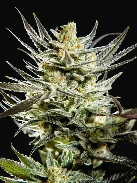Fruity Jack