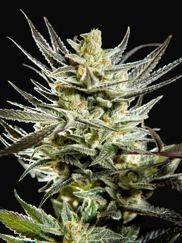 Fruity Jack