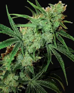 Fruity Juice
