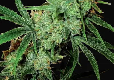 Fruity Juice