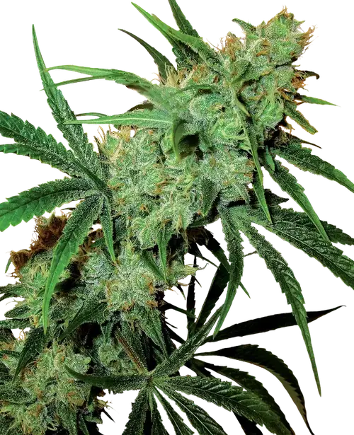 Fruity Juice