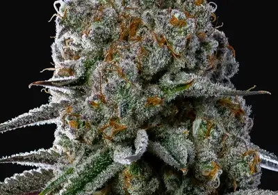 Fryday Boof
