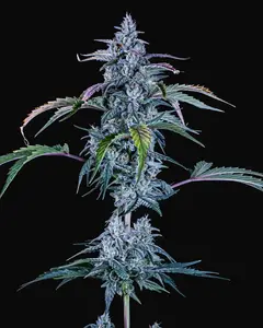 Fugue State Auto