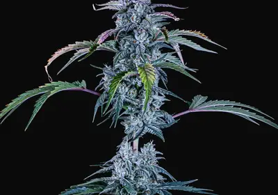 Fugue State Auto
