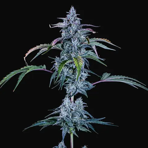 Fugue State Auto
