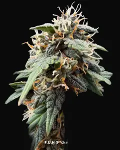 F.U.H (F*cked Up Hippy) Auto