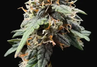F.U.H (F*cked Up Hippy) Auto