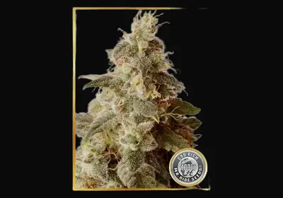 Full Moon CBD